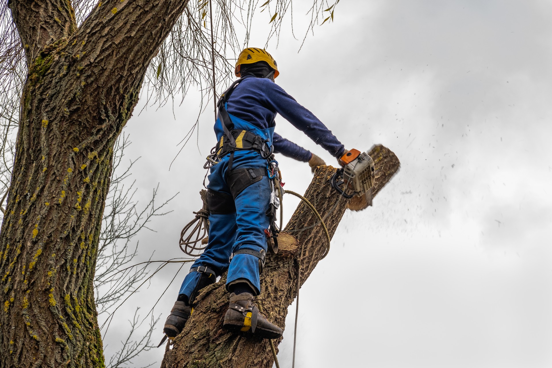 professional standing and cutting large bare branch of willow tree during an autumn day