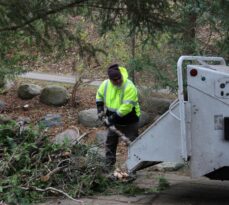 How Much Does A Forestry Mulcher Charge Per Hour in Petoskey?
