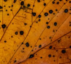 Understanding Tree Diseases: Prevention and Treatment Made Simple