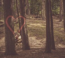 Giving Back: Free Tree Services for Those in Need