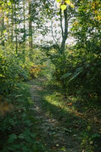 Read more about the article Top 5 Tips for Caring for Your Yard Trees in Petoskey and Harbor Springs