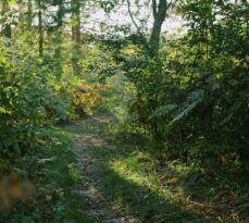 Top 5 Tips for Caring for Your Yard Trees in Petoskey and Harbor Springs