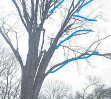 Are Your Trees Asking For A Haircut? 5 Signs That your Tree Friends Might Need a Trim