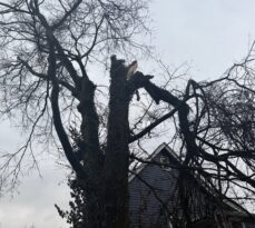 Afraid of Your Tree Falling on Your House? 3 Things You Should Know to Relieve Some Stress.