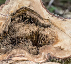 Guardians of the Canopy: Assessing the Health of Michigan’s Forests and the Looming Summer Threat