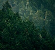 Guide to Northern Michigan: Identifying Trees by Their Bark