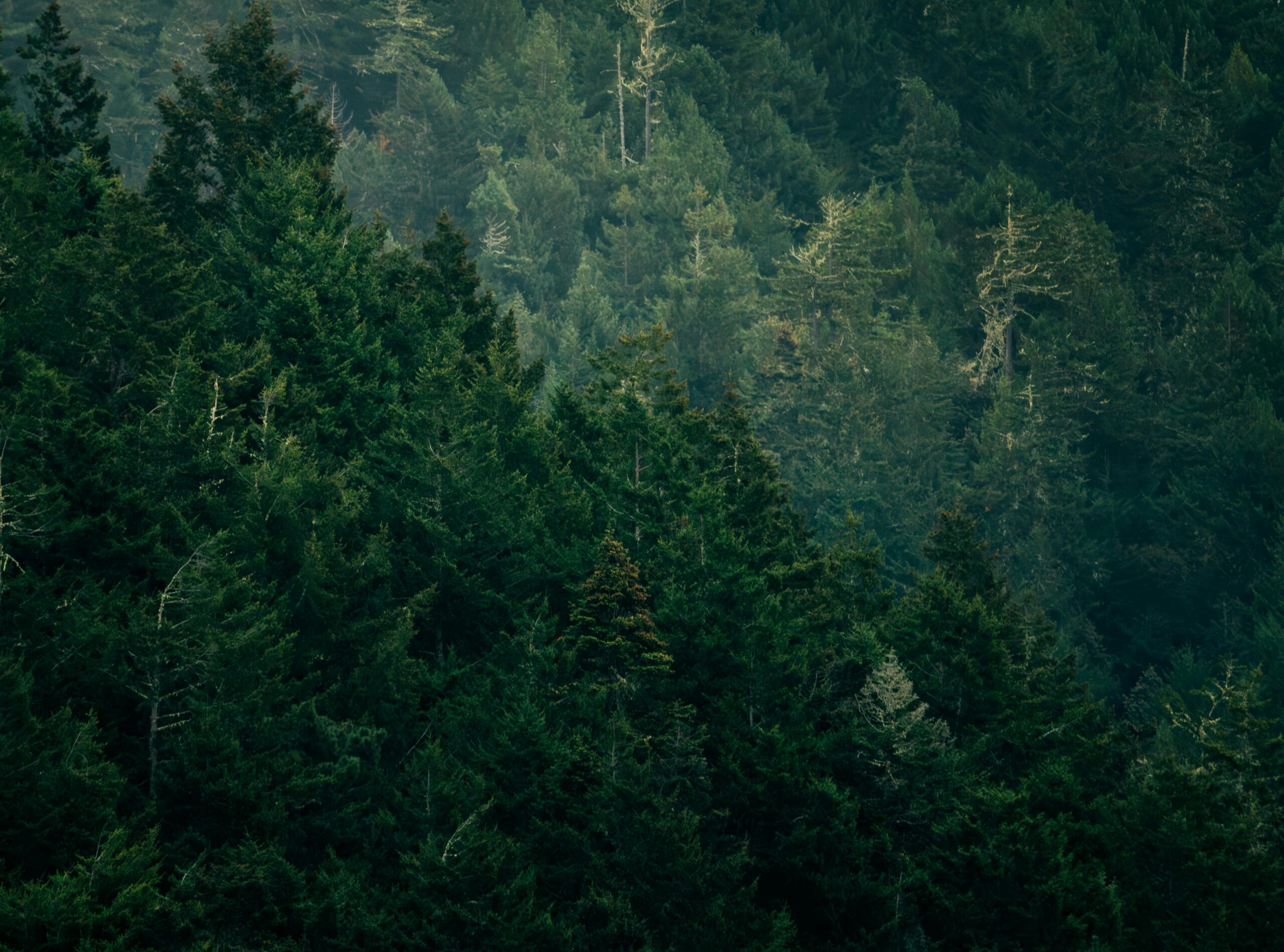 Trees of Harbor Springs