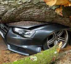A Homeowner’s Guide To Emergency Tree Service