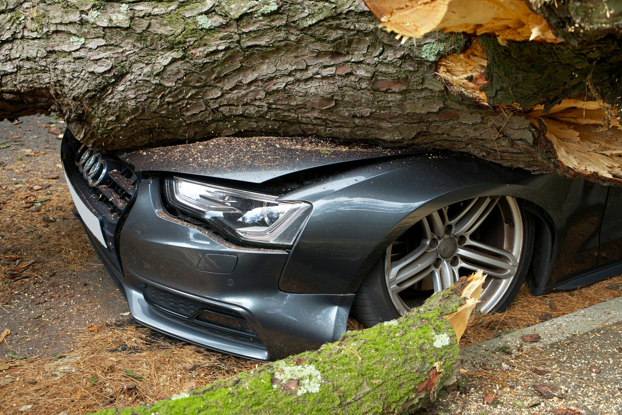 Emergency Tree Service