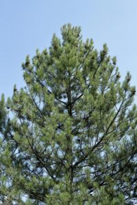 Read more about the article 3 Ways To Know Your Trees: Eastern White Pines