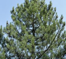 3 Ways To Know Your Trees: Eastern White Pines