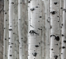 3 Ways To Know Your Trees: The Quaking Aspen