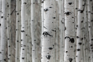 Read more about the article 3 Ways To Know Your Trees: The Quaking Aspen