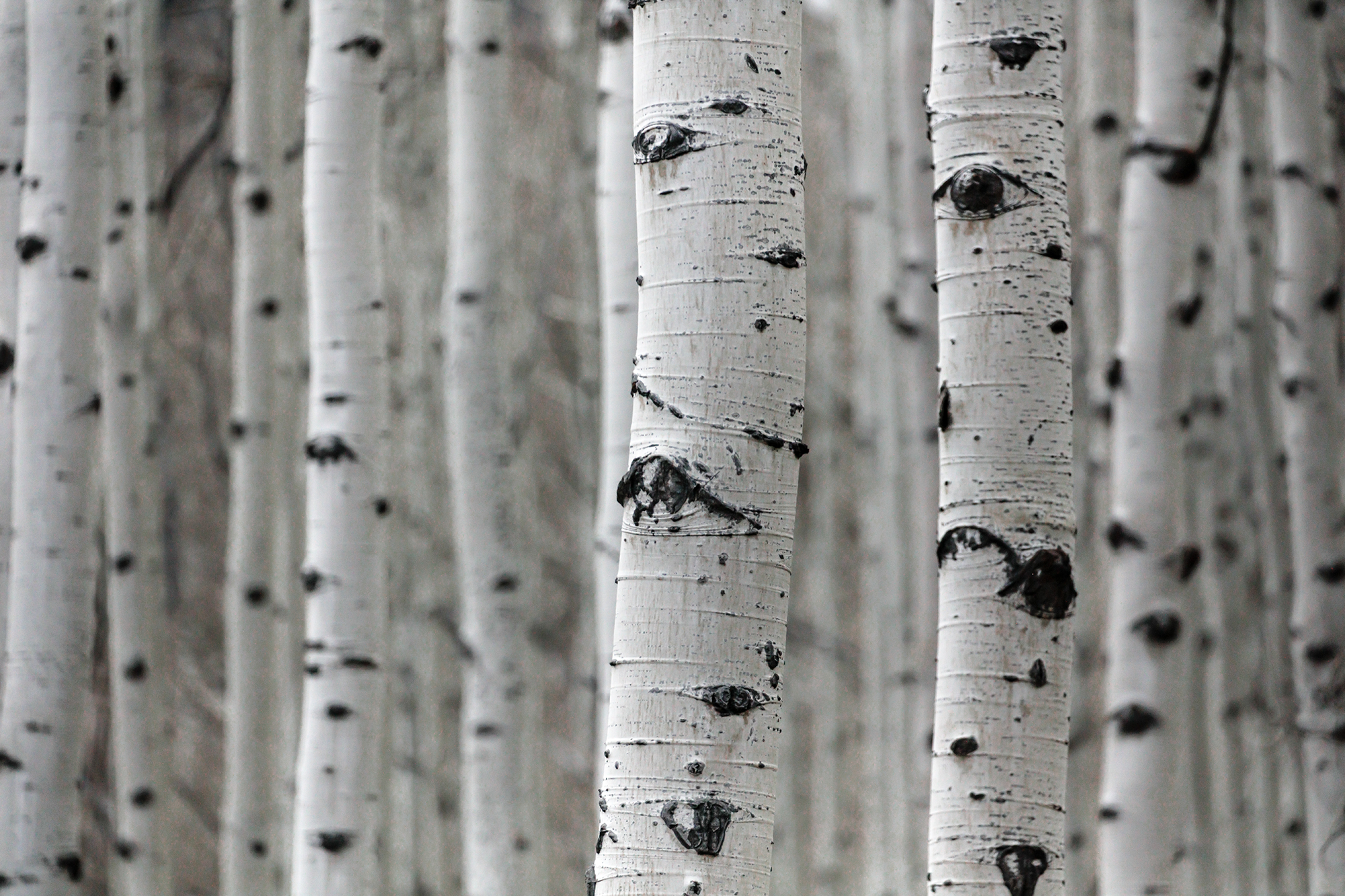 Quaking Aspen