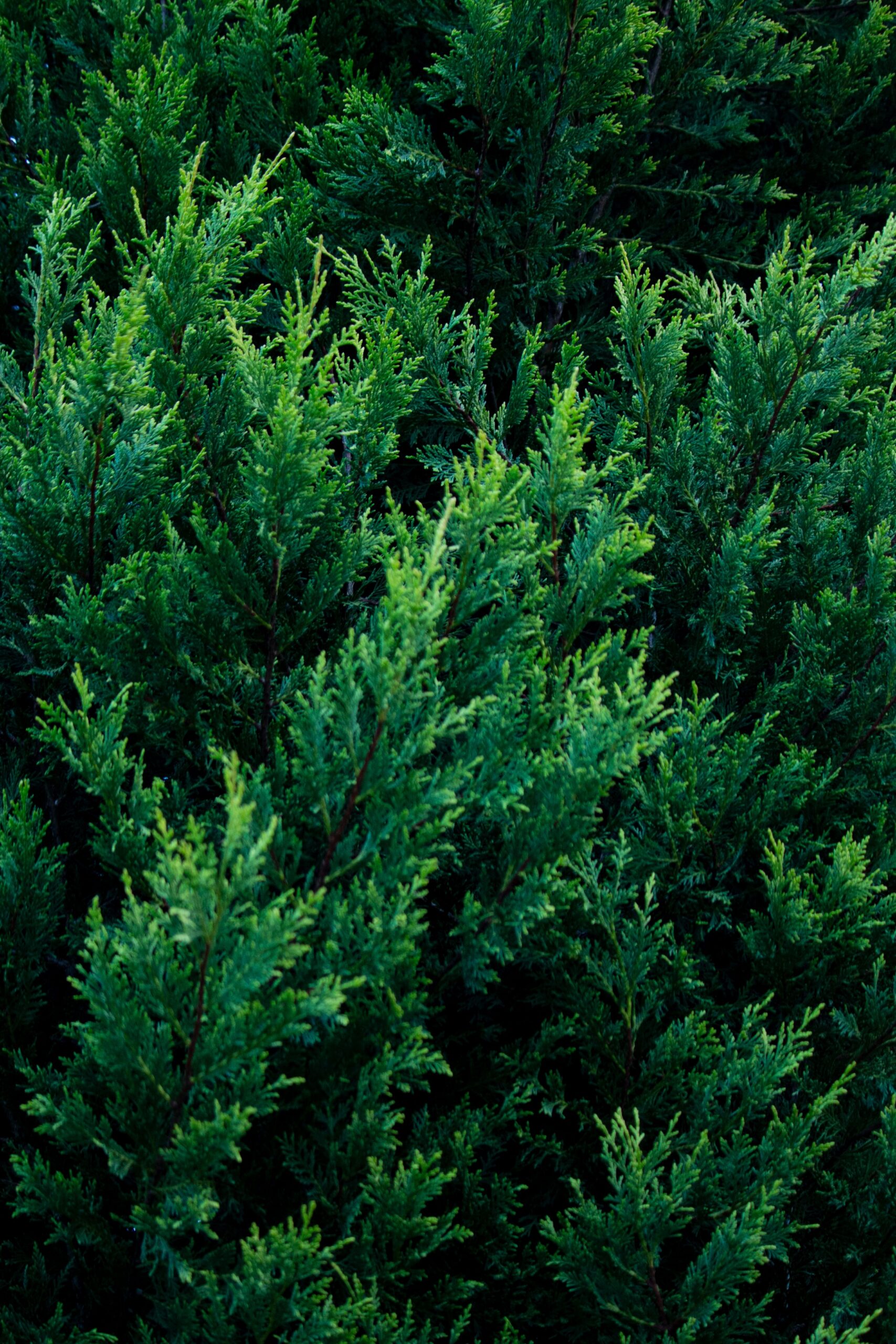 Arborvitae