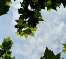 3 Ways to Know Your Trees: The Sugar Maple