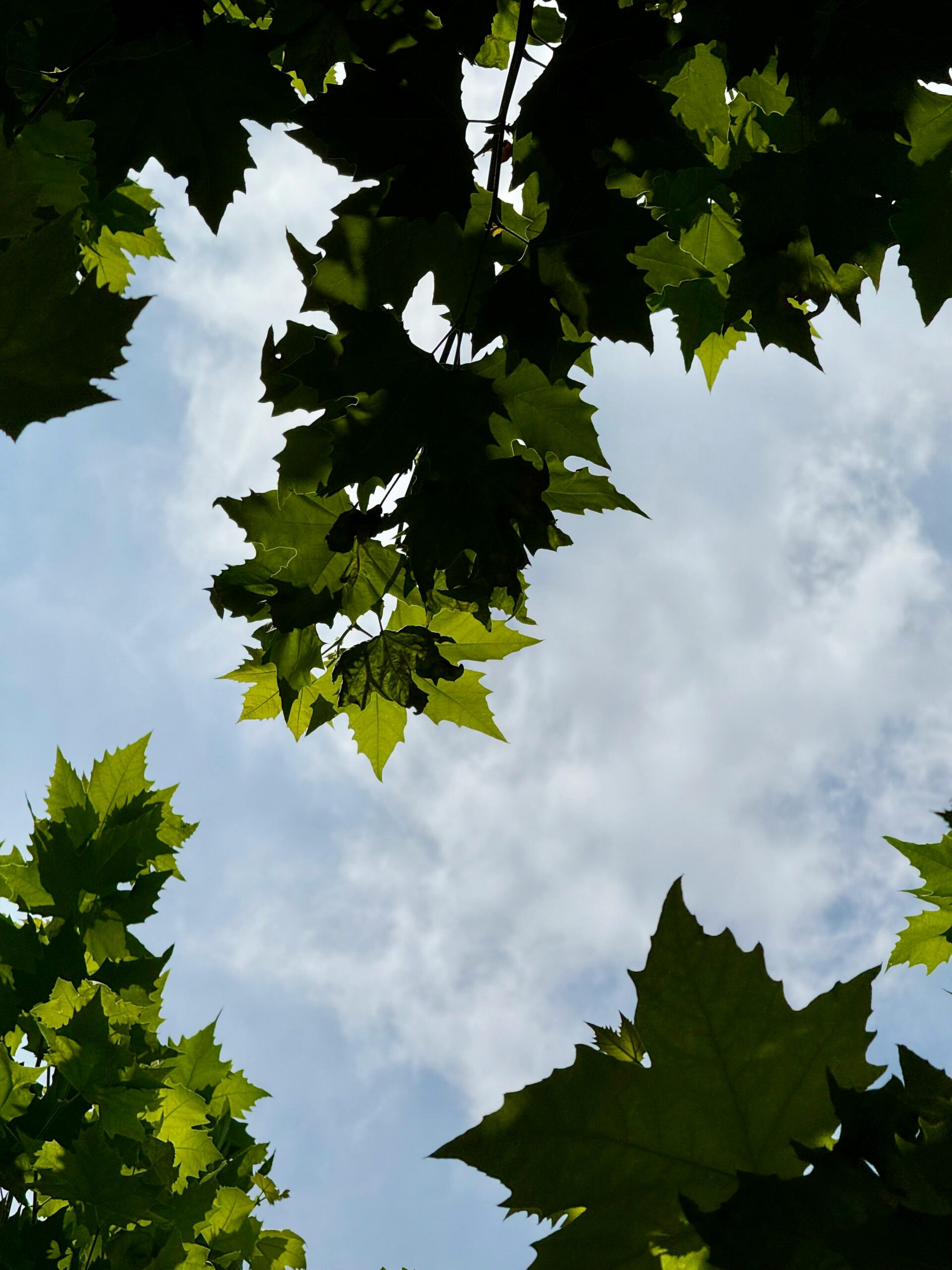 Sugar Maple tree Leaves